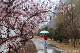 勵(lì)志的詩(shī)句古詩(shī)詞,關(guān)于揚(yáng)州的詩(shī)句古詩(shī)詞,油菜花的詩(shī)句古詩(shī)詞