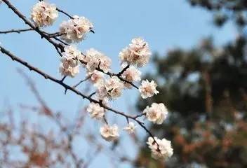 詩句,春日,賞花