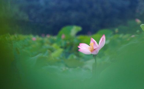 古詩(shī)中關(guān)于夏天的詩(shī)句有哪些