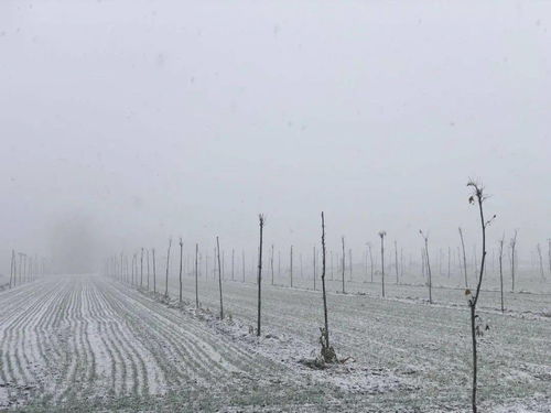 形容雪下的大的古詩句