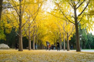 寫一句關(guān)于景物色彩的詩(shī)句