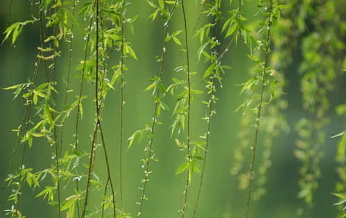 關(guān)于2月詩(shī)句