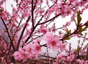 關(guān)于喜愛桃花的詩句