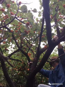 關(guān)于杏子熟的詩句