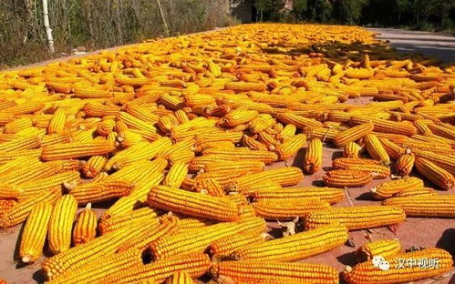 有關(guān)秋天豐收的古詩(shī)句