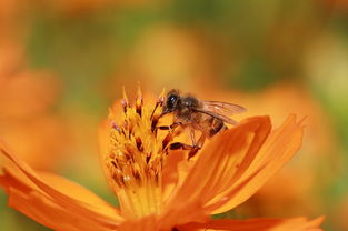 形容感恩感謝的古詩句,形容感謝兄弟情義的古詩,形容蜜蜂勤勞的古詩
