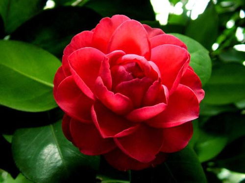 關(guān)于山茶花的詩句古詩,贊美山茶花的詩句古詩,描寫山茶花的詩句古詩