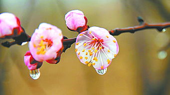 描寫杏花花的詩句古詩,關于杏花的詩句古詩,贊美杏花的詩句古詩