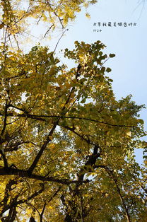 贊美冬天的詩句古詩詞,贊美冬天美景的詩句古詩詞,關于銀杏的詩句