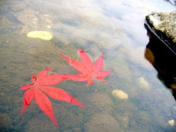 鐵觀音與人生的古詩句