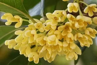 關(guān)于含桂花的詩(shī)句有哪些