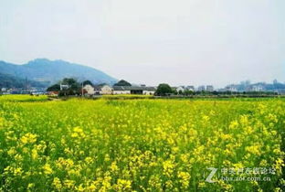 關(guān)于春天田園風(fēng)景的詩(shī)句大全