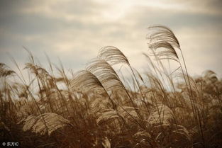 關(guān)于風(fēng)和雪的詩(shī)句古詩(shī)詞,形容風(fēng)的詩(shī)句古詩(shī)詞,描寫冬天的風(fēng)的詩(shī)句古詩(shī)詞