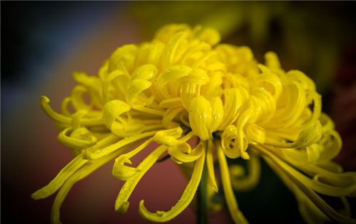 寫菊花的古詩詩句有哪些