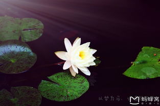 關(guān)于花和酒的詩句