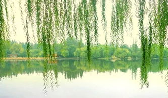 柳樹,詩句,贊美