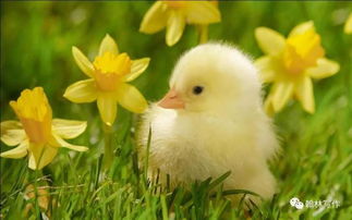 動(dòng)物的古詩句有哪些