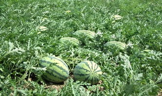 關于描寫西瓜田的詩句