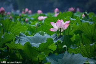 描寫春天的荷花的詩(shī)句古詩(shī)大全
