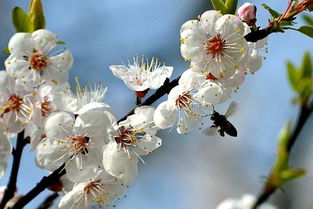 有關(guān)于杏花的詩句大全