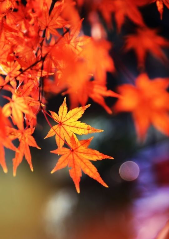 關(guān)于楓葉對(duì)花錯(cuò)的詩句古詩