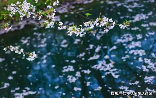 詩(shī)句,清新,舒服