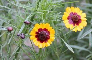 關(guān)于昆侖雪菊的詩(shī)句