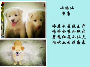 關(guān)于狗祝福的詩(shī)句