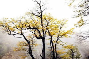 關(guān)于秋凄涼的詩(shī)句