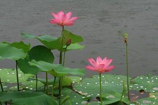 關(guān)于雨中芙蓉的詩(shī)句