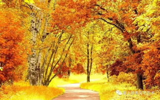 關于秋天楓樹的詩句