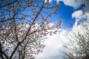 古詩,詩句,描寫