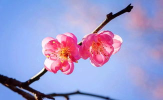 贊美梅花的古詩(shī)句都有哪些,贊美梅花的古詩(shī)句大全,描寫(xiě)梅花傲骨的古詩(shī)