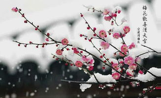關(guān)于梅花的詩(shī)句古詩(shī)詞名言警句