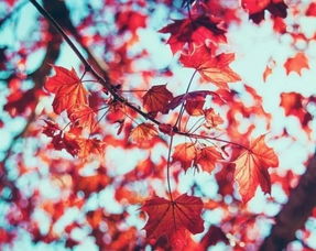 關(guān)于北京西山的古詩句