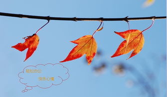 關(guān)于秋季的詩句一句話