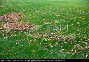 關于青黃葉的詩句