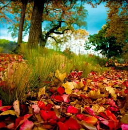 落葉滿(mǎn)地古詩(shī)句