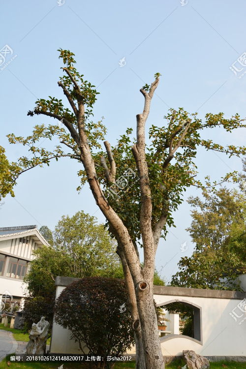 關(guān)于庭院桂花的詩(shī)句