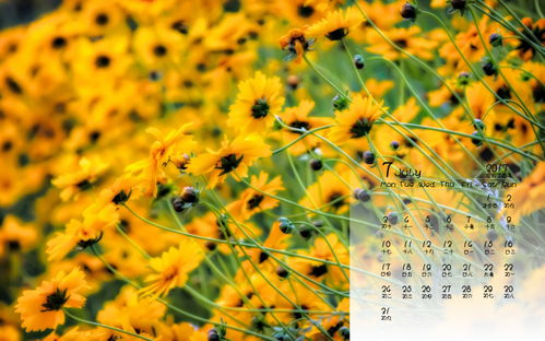 描寫小黃花的古詩句