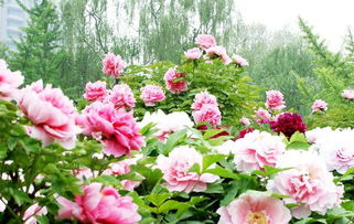 關(guān)于贊牡丹的詩(shī)句