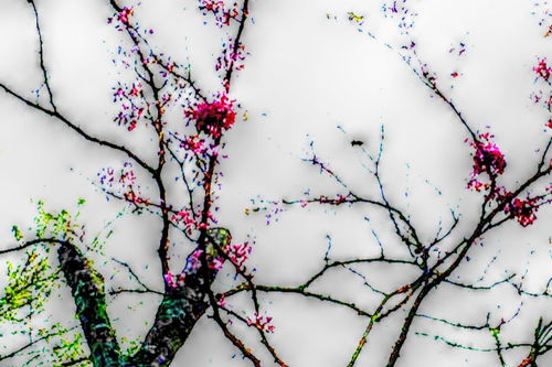 寫梅的兩個(gè)古詩句及其含義