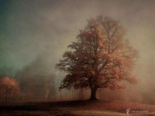 關于早晨的樹林的詩句