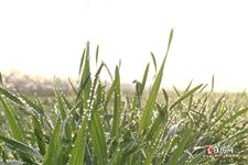 詠立春的古詩句