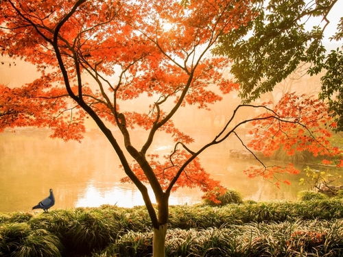 關(guān)于秋色的詞語(yǔ)和詩(shī)句