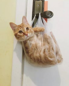 描寫(xiě)貓可愛(ài)的詩(shī)句古詩(shī)