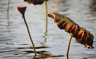 關(guān)于冬天的愛情詩(shī)句