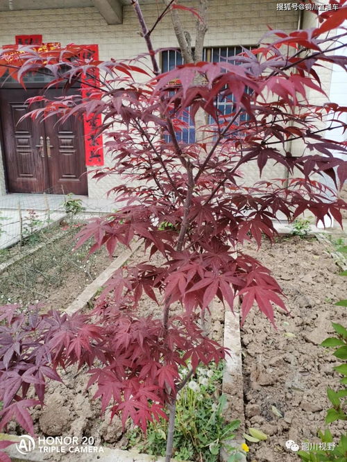 春意盎然,古詩(shī),詩(shī)句,描寫(xiě)