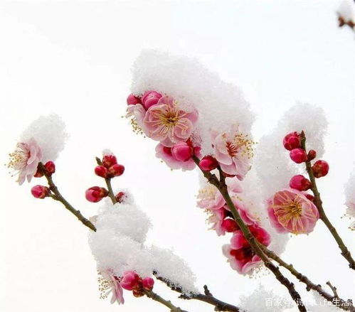 帶有梅花的詩句古詩