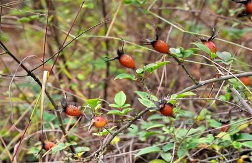 關于金櫻子的詩句